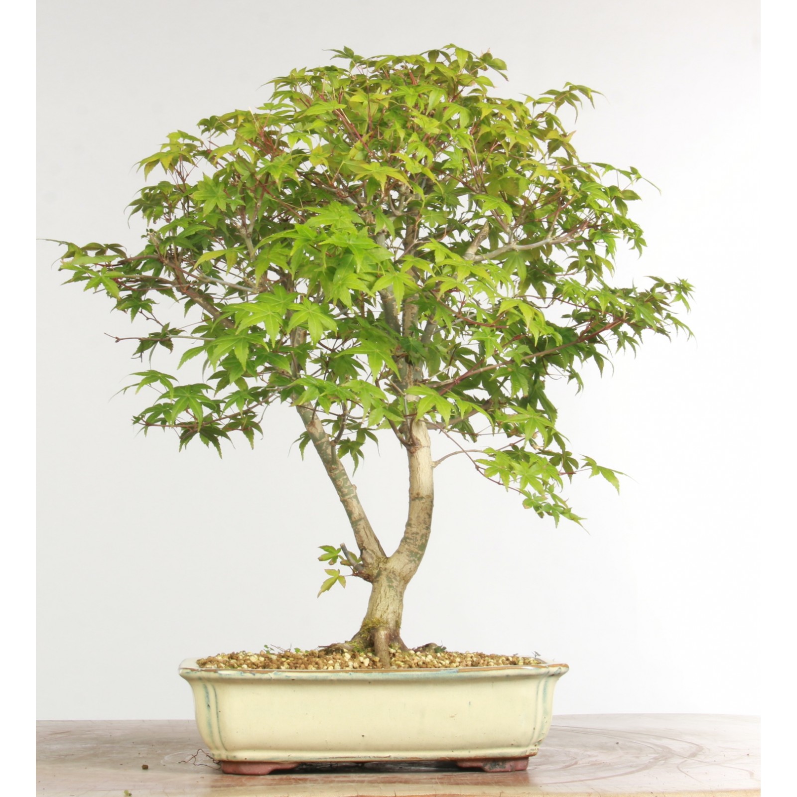 Acer palmatum 'deshojo' - B2509