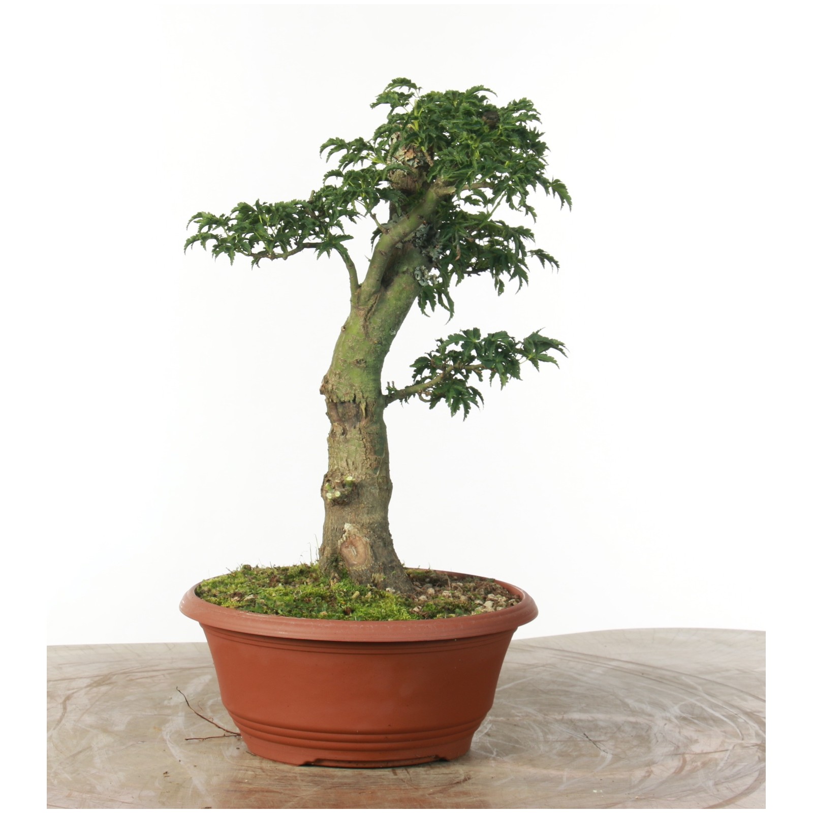 Acer palmatum 'Mikawa yatsubusa' - B2530