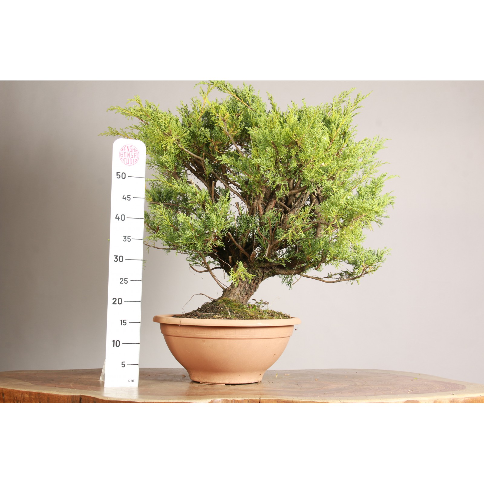 Juniperus spp. - Y0099