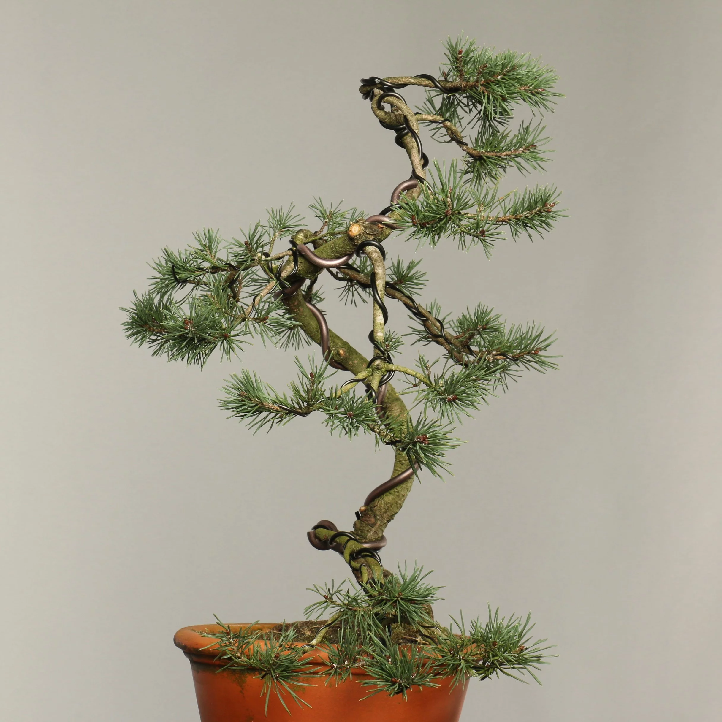 Pinus sylvestris 'Bonzai' - Pin Sylvestre - Pépinières Constantin