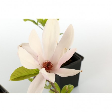 Magnolia spp.